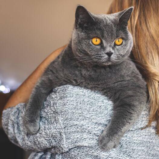 12 Best British Shorthair Colors (2023) From Cinnamon To Lilac I